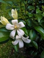 plante ornementale fleur blanche photo