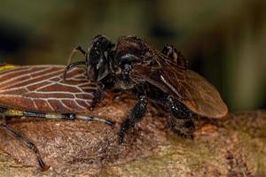 Abeille sans dard adulte avec des insectes cicadelles aetalionid photo