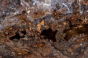 fourmis charpentières femelles adultes photo