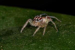 petite araignée sauteuse femelle photo