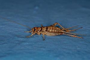 cricket des champs femelle photo