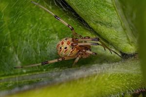 petite araignée veuve brune photo
