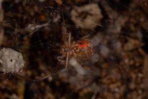 Araignée veuve brune adulte femelle photo