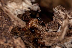 termites nasutes adultes photo