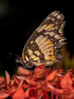 papillon patch bordé adultes