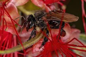 abeille sans dard adulte photo