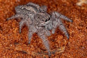 petite araignée sauteuse photo