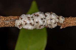 fourmis myrmicines supérieures adultes photo