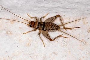 cricket des champs femelle photo