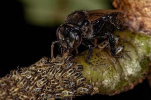 Abeille sans dard adulte avec des insectes cicadelles aetalionid photo