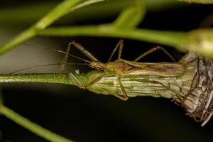 insecte assassin adulte photo