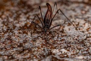 araignée voleuse étirée adulte photo