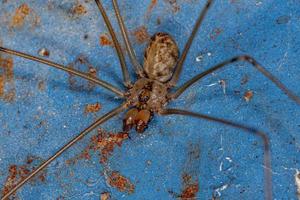 Araignée de cave à corps court femelle adulte photo