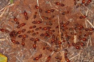 termites à museau adulte photo