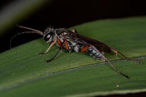 guêpe araignée adulte photo