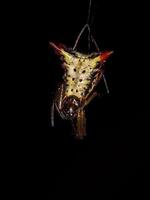 petite araignée orbweaver femelle photo