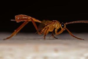 guêpe braconide adulte photo