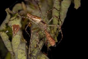 Araignée lynx femelle adulte se nourrissant d'une punaise inodore photo