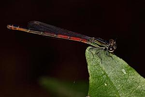 insecte queue de feu adulte photo