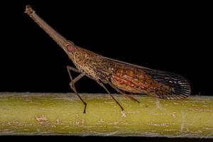 Insecte cicadelle dictyopharidé adulte photo