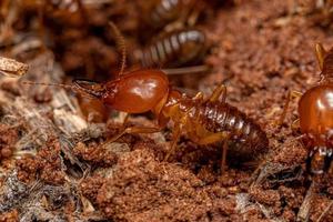 termite à museau adulte photo