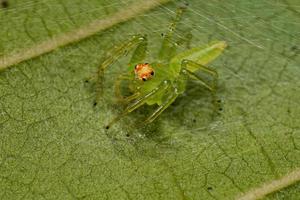 Araignée sauteuse verte translucide femelle adulte photo