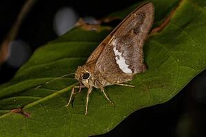 papillon à longue queue adulte photo