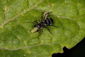 Araignée sauteuse adulte qui imite les fourmis charpentières photo
