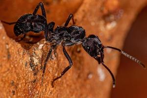 fourmi ectatommine femelle adulte photo