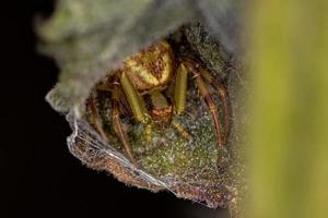 petite araignée crabe femelle photo