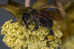abeille sans dard femelle adulte photo