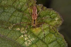 araignée lynx femelle adulte photo