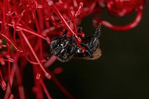 abeille sans dard adulte photo