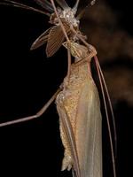 phanéroptère adulte katydid photo