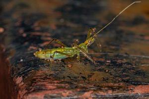 assassin bug nymphe photo