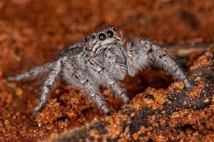 petite araignée sauteuse photo