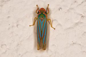 petite cicadelle typique photo