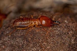 termite à museau adulte photo