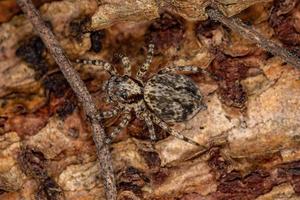 petite araignée sauteuse photo