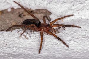 petite araignée qui rôde photo