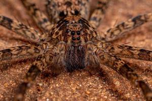 Araignée errante adulte mâle photo