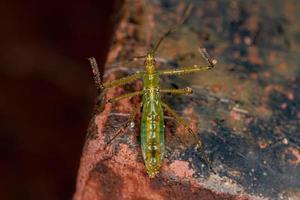 assassin bug nymphe photo