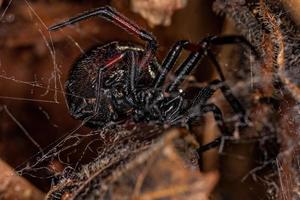 Araignée fausse veuve femelle adulte photo