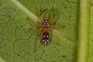 araignée sauteuse mâle adulte photo