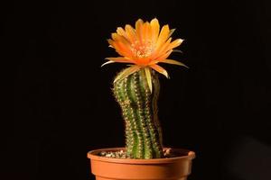 belle fleur de cactus lobivia orange photo