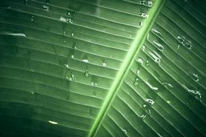 gros plan goutte de pluie sur la texture de la feuille verte tropicale. photo