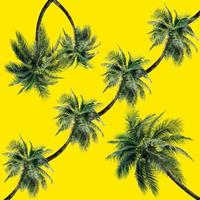 motif de feuilles de palmier vert pour le concept nature, cocotier tropical isolé sur fond jaune photo