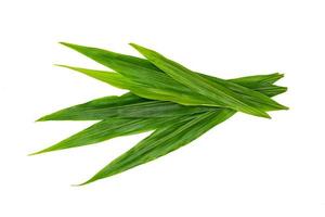 motif de feuilles vertes, feuille de gingembre frais isolé sur fond blanc photo