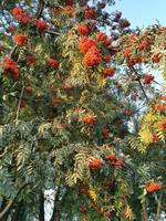 buisson de sorbier rouge photo