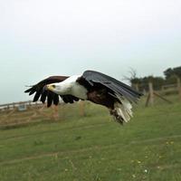 une vue d'un aigle de mer africain en vol photo